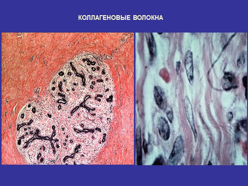 КОЛЛАГЕНОВЫЕ ВОЛОКНА